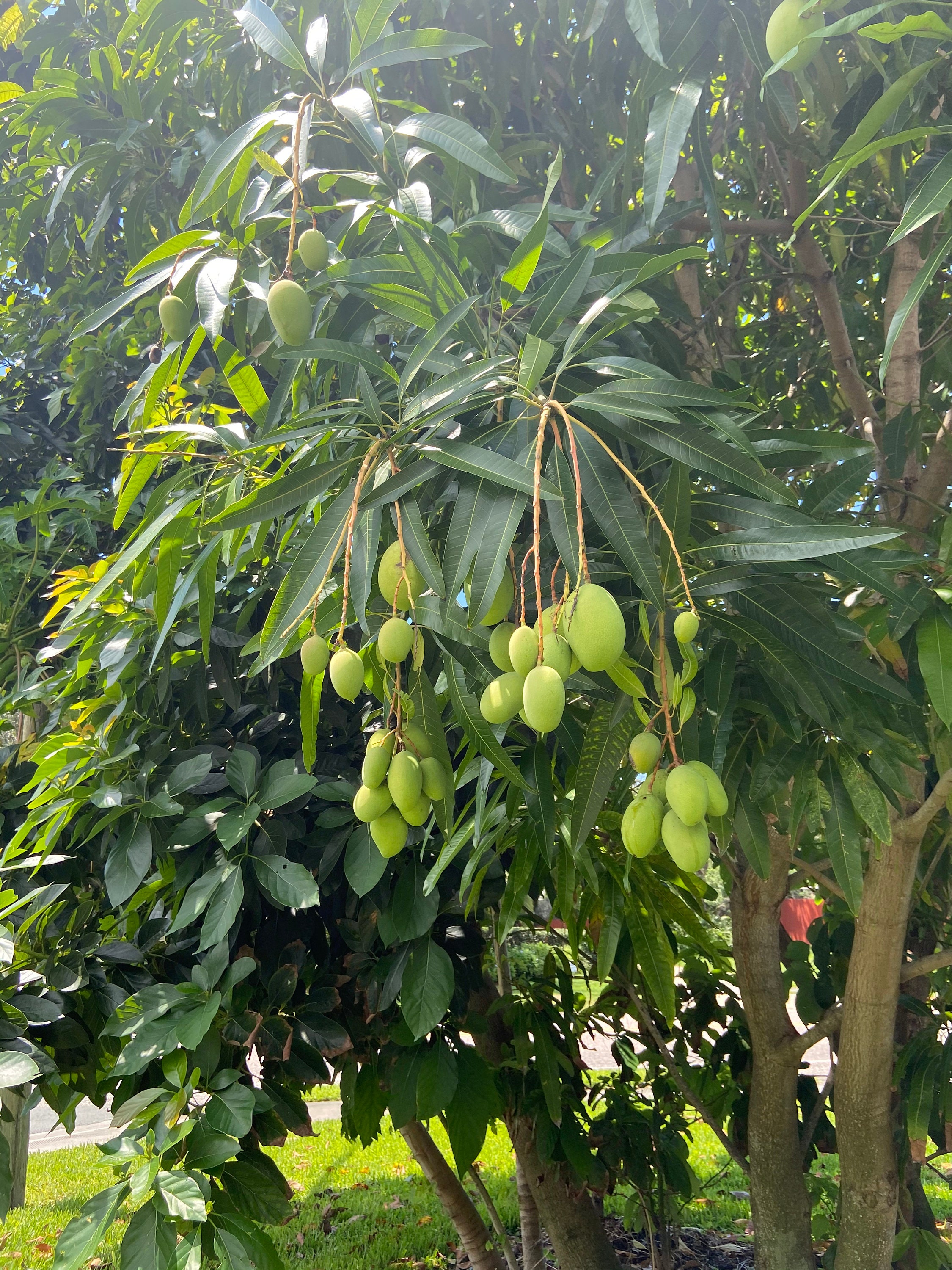 25 Fresh Mango Leaves Organically Grown No Pesticide No Etsy