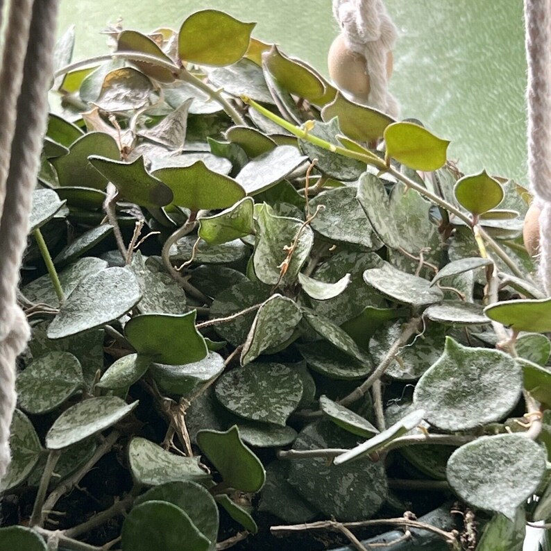 Hoya Curtisii 6 Leaf 3 Node UNROOTED CUTTING Wax Plant Houseplant Speckled image 6