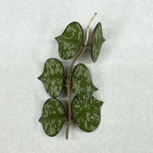Hoya Curtisii 6 Leaf 3 Node UNROOTED CUTTING Wax Plant Houseplant Speckled image 1