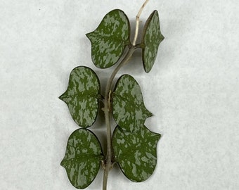 Hoya Curtisii 6 Leaf 3 Node UNROOTED CUTTING Wax Plant Houseplant Speckled