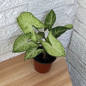 Syngonium White Butterflies Arrow Head Plant, Syngonium podophyllum, Live Plant