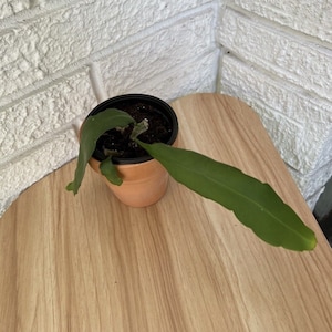 Orchid Cactus Queen of the Night Live Plant Epiphyllum Succulent Rooted Trails