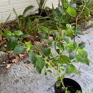 BIG BRANCHING Jamaican Blue Vervain, Blue Porterweed, Herbal Plant, Verbena Hasta, Potted Live Plant