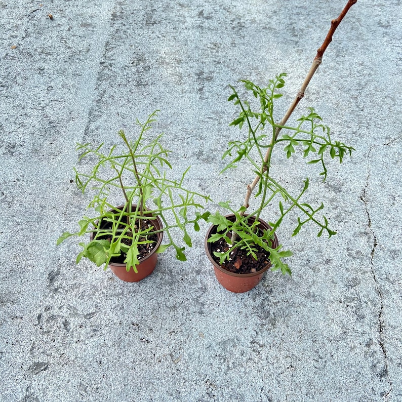 RARE Kalanchoe Schizophylla, Vining Kalanchoe 2 Starter UNROOTED CUTTINGS 3 image 9