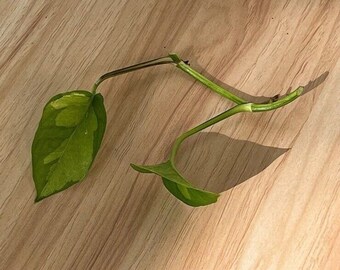 Global Green Pothos 2 Leaf 2 Nodes UNROOTED CUTTING Live Plant Vining