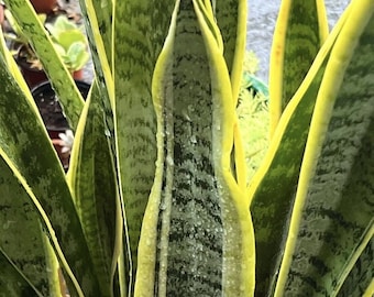 8" Starter UNROOTED Leaf CUTTING Laurentii Snake Plant Houseplant Sansevieria NASA Air Purifier