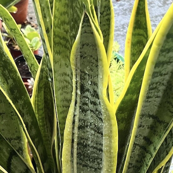 8" Starter UNROOTED Leaf CUTTING Laurentii Snake Plant Houseplant Sansevieria  NASA Air Purifier - Etsy