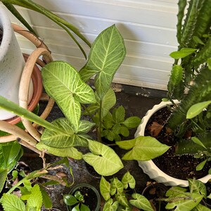Syngonium White Butterflies Arrow Head Plant, Syngonium podophyllum, Live Plant