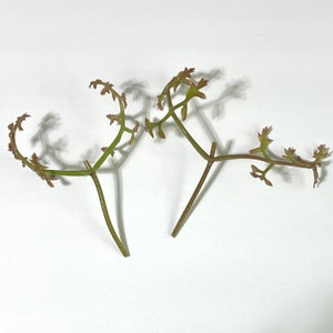 RARE Kalanchoe Schizophylla, Vining Kalanchoe 2 Starter UNROOTED CUTTINGS 3 image 1