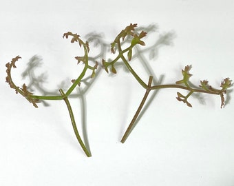 RARE Kalanchoe Schizophylla, Vining Kalanchoe 2 Starter UNROOTED CUTTINGS 3”