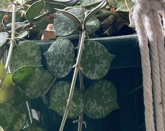 Hoya Curtisii 6" UNROOTED CUTTING Wax Plant Houseplant Speckled
