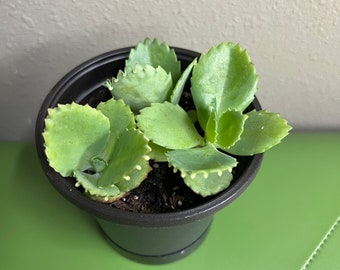 3 Mother of Thousands Starter Plants, Live Succulent  Plants, Kalanchoe Laetivirens, Kalanchoe Mother of Thousands