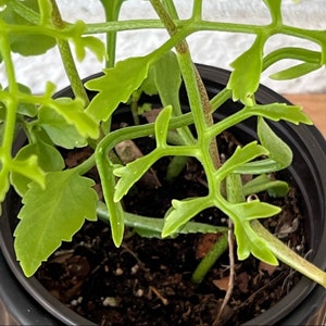 RARE Kalanchoe Schizophylla, Vining Kalanchoe 2 Starter UNROOTED CUTTINGS 3 image 6