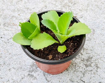 2 Kalanchoe Mother of Thousands Starter Plants