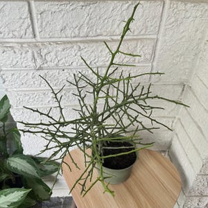May include: A pencil cactus plant with thin, green, leafless, cylindrical stems branching outward in a dense, intricate pattern. The plant is potted in a simple, light green plastic container filled with dark soil, showcasing a structure.