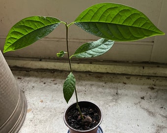 Avocado Tree (Persea Americana) Live Plant ROOTED Houseplant Fruit Tree Green