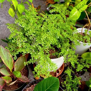 Pilea Microphylla Live Plant UNROOTED CUTTING Rockweed Artillery Fern image 3