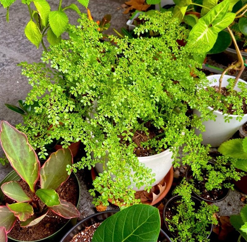 Pilea Microphylla Live Plant UNROOTED CUTTING Rockweed Artillery Fern image 3