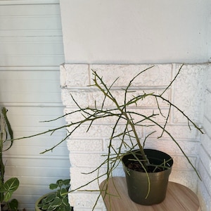 May include: A green potted plant with thin, spiky stems and branches. The plant is in a dark green pot, sitting on a light wood surface. The background includes a white brick wall and a white wall.