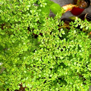 Pilea Microphylla Live Plant UNROOTED CUTTING Rockweed Artillery Fern image 4