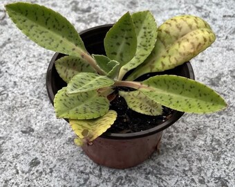 LARGE  Kalanchoe Donkey Ears Gastonis Bonnieri Succulent Live Plant