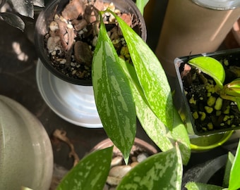 Hoya Pubicalyx Live Plant