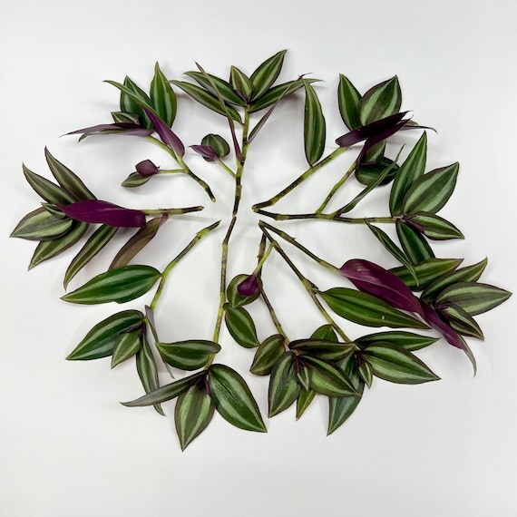 12 Tradescantia Zebrina Cuttings, Wandering Jew Plant - Etsy