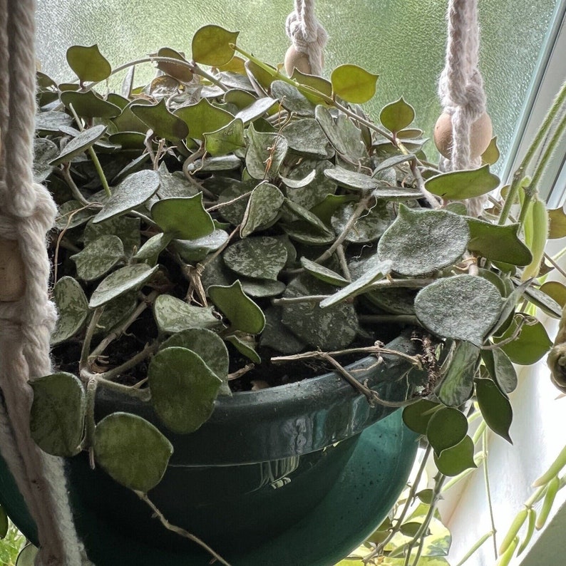 Hoya Curtisii 6 Leaf 3 Node UNROOTED CUTTING Wax Plant Houseplant Speckled image 8