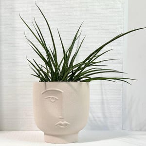 May include: A white ceramic planter shaped like a face with a plant growing out of it. The planter has a textured surface and features a raised eye, nose, and mouth.