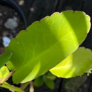 3 Leaf of Life Propagation Leaves Bryophyllum Pinnatum (kalanchoe pinnata, miracle leaf, life plant, Goethe plant, Air Plant)