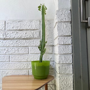 BRANCHING TALL Euphorbia Trigona African Milk Tree Live Succulent Plant