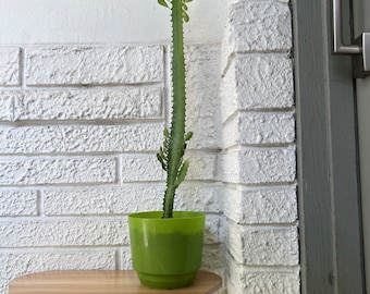 BRANCHING TALL Euphorbia Trigona African Milk Tree Live Succulent Plant