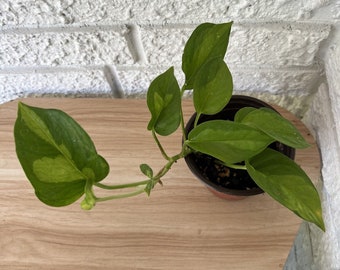 TRAILING Global Green Pothos 4" POTTED PLANT Live Plant Houseplant Air Purifier