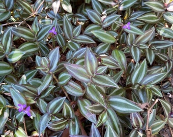 8 Wandering Jew Rooted Cuttings 6-8”, Tradescantia Zebrina, Ground Cover hanging basket, Inch Plant, Rooted house plant, FREE SHIPPING