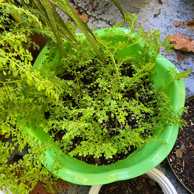 Pilea Microphylla Live Plant UNROOTED CUTTING Rockweed Artillery Fern image 6