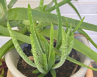 aloe vera colibri Trockene Haut Set mit Cleanser, Booster & Creme I colibri skincare