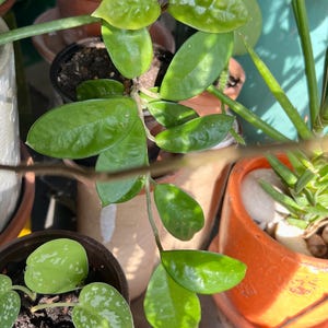 TRAILING Hoya Krinkle 8 Live Plant