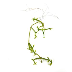 RARE Kalanchoe Schizophylla, Vining Kalanchoe 1 UNROOTED CUTTING