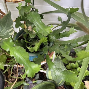 Lot of 2 Orchid Cactus & Curly Orchid Cactus UNROOTED 4-6" Plant CUTTING Succulent