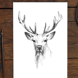 Hirsch, Tier-Zeichnung, Kunstdruck Natur, Tuschezeichnung, Wanddekoration, Geschenk, Drucke in vielen Formaten erhältlich!