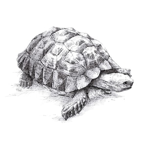 Tartaruga, disegno di animali, stampa artistica della natura, disegno a inchiostro, regalo, stampe disponibili in molti formati!