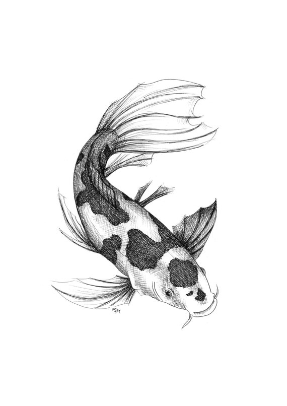 Fish, Koi Carp, Animal Drawing, Nature Art Print, Ink Drawing