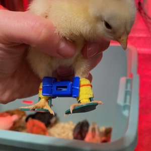 HUGE Hatchery pack! (Includes 50 chick splints / 12 splayed leg spacer sets!)