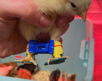 Attelle Réglable Pour Pattes De Poussins/oiseaux - Lot De 4 Tailles - Pour Pattes Cassées Ou Déformées - Ferme, Basse-cour