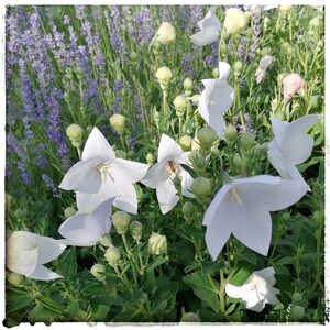 Balloon flower - Platycodan grandiflorus (approx. 200 seeds)
