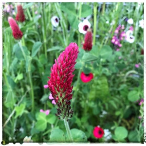 Rot blühender Inkarnatklee - Trifolium incarnatum Opolska (min. 1.000 Samen)