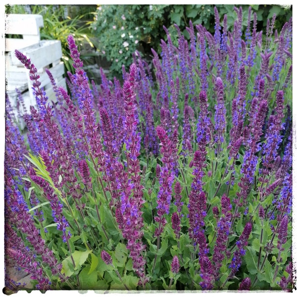 Ziersalbei Marcus - Salvia nemorosa (ca. 300 Samen)