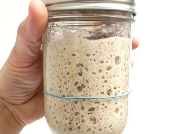 Fresh Sourdough Starter (not dehydrated)