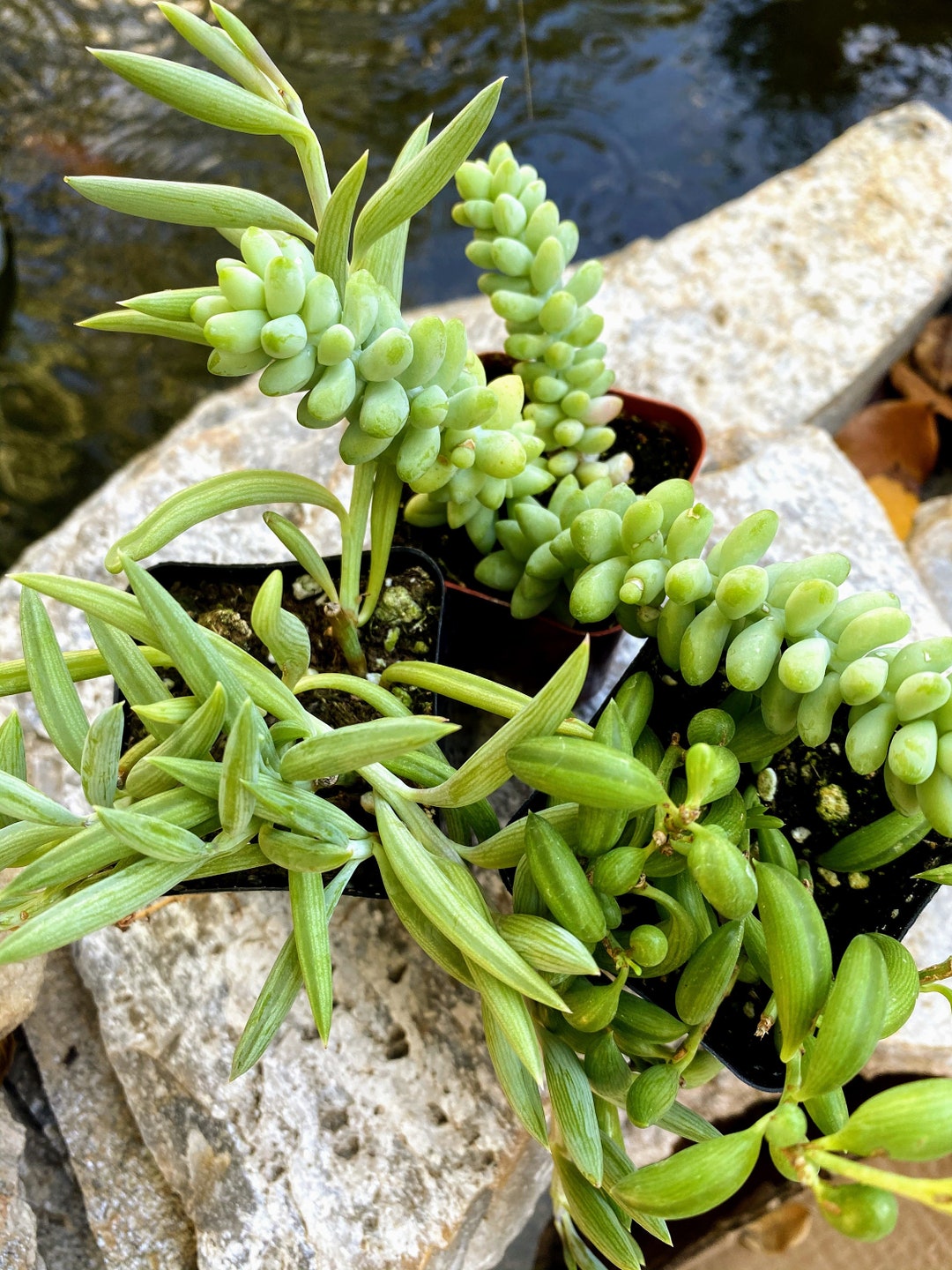 New String of Collection Fish Hooks Bananas Donkey Tail Etsy