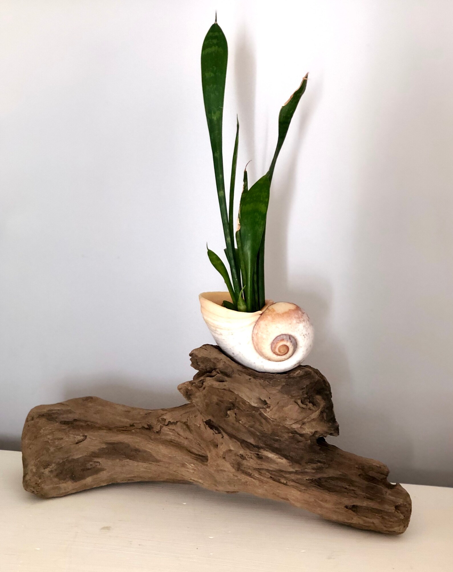 Driftwood Home Decor. Driftwood and Shell Planter. Etsy